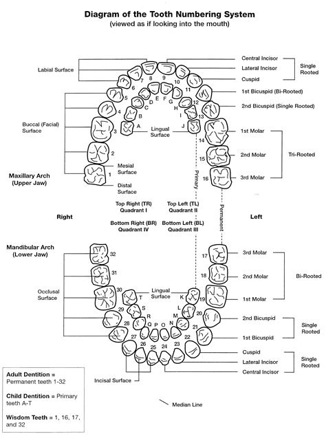 Dental Tooth Numbering Chart