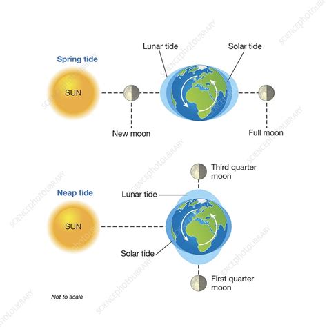 Explain the Differences Between Spring and Neap Tides - Bryanna-has-Ferrell