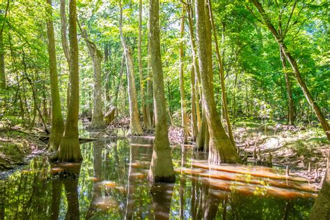 Congaree National Park - Parkcation