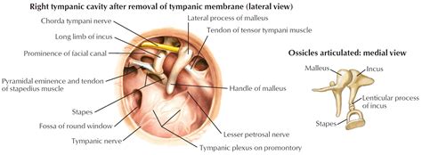 Ear Drum Anatomy, Causes, Diagnosis & Treatment for Busted Ear Drum