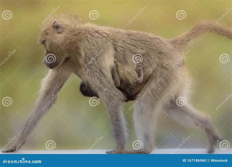 Closeup Shot of a Monkey Walking with Its Baby Handing from it Stock ...