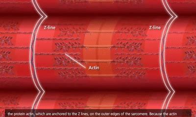 Muscle Contraction Process: Molecular Mechanism [3D Animation] on Make ...