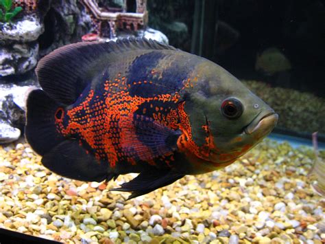 cichlids.com: tiger oscar | Oscar fish, Pet fish, Cichlid fish