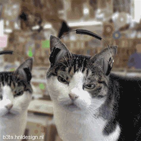 Go DJ Kitty Go: 30 Ridiculously Animated Cat Gifs and Stuff - Magnetic ...