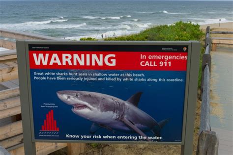 How to Survive a Shark Attack: Tips to Avoid These Ocean Predators