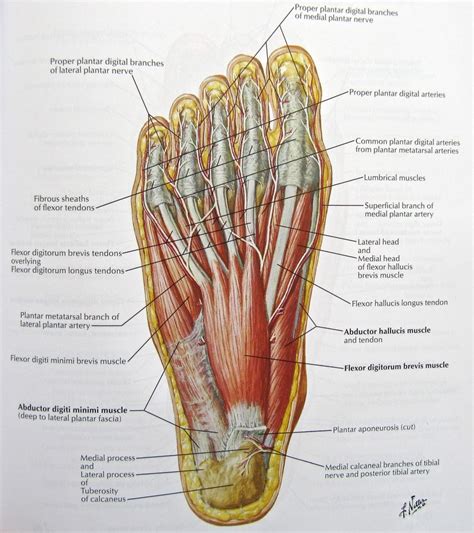 Foot Nerves Anatomy Pictures: Diagram Of Nerves In Foot, – Human ...