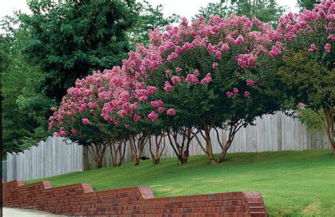 Crepe Myrtle Pruning Tips | Myrtle tree, Plants, Garden inspiration