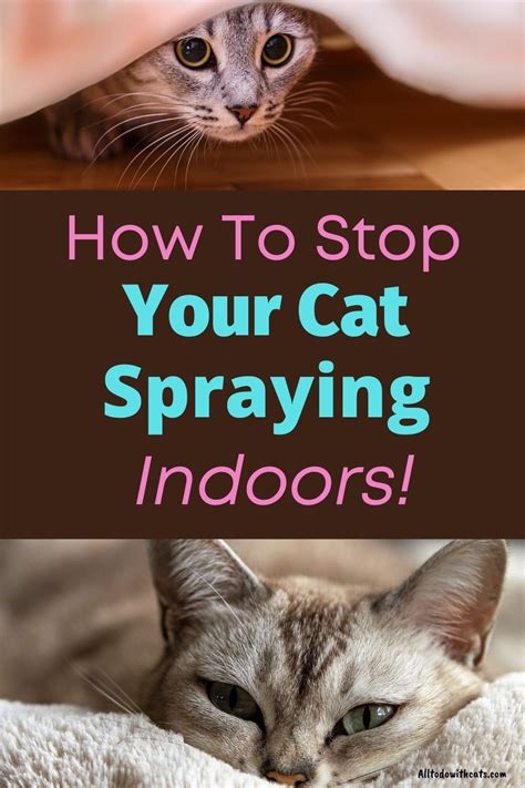 Why Do Cats Spray Indoors And How To Stop It happening | Cat spray, Cat ...