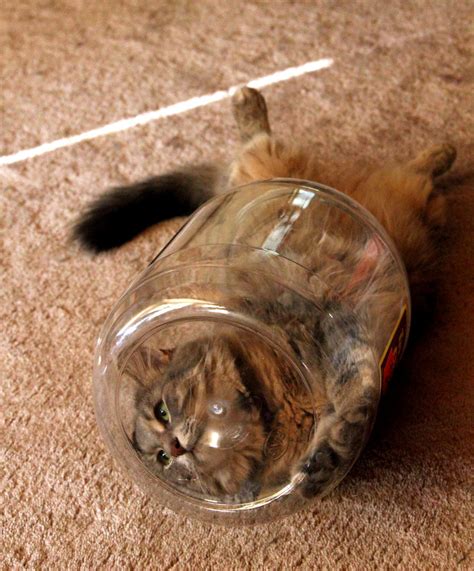 Cat in a Jar by FlavoredWaters on DeviantArt