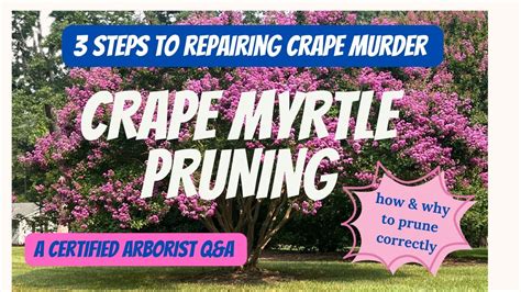 CRAPE MYRTLE PRUNING- A MUST SEE | expert pruning secrets, a BIG issue ...