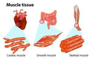 Otot : Definisi, Jenis, Contoh, Histologi, Fisiologi, Patofisiologi ...