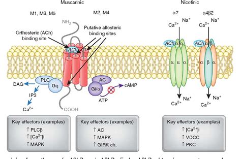 Muscarinic and Nicotinic Acetylcholine Receptor Agonists and Allosteric ...