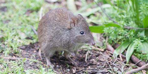 Long-nosed Potoroo - Adelaide Zoo