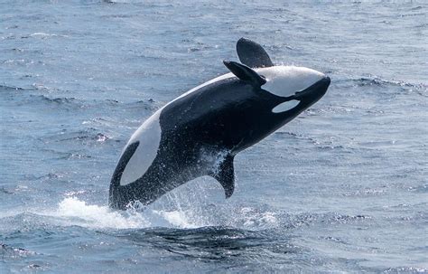 Breaching Killer Whale Monterey Bay 4 Photograph by Randy Straka - Fine ...