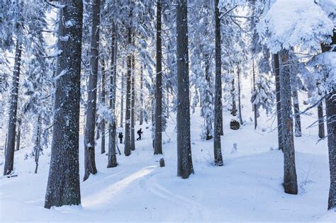 Germany, Bavaria, Bohemian Forest in winter, snowshoeing – Stockphoto