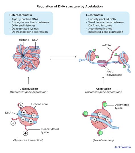 Regulation Of Chromatin Structure - Control Of Gene Expression In ...