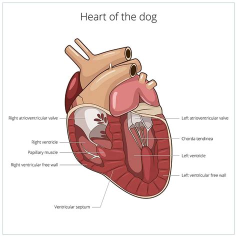 Is A Dog Heart Murmur Serious