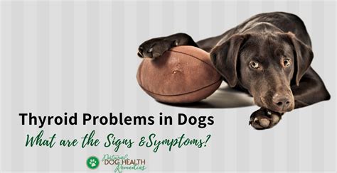 Thyroid Problems in Dogs | Canine Hypothyroidism