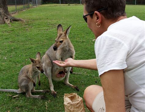 Lone Pine Koala Sanctuary Tickets | Witness The World Of Koala