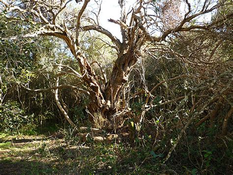 The Wild Olive - Olea europaea sbsp africana