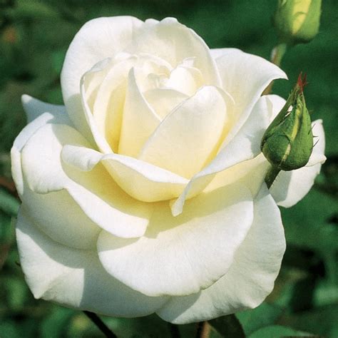 10 Hybrid Tea Rose Varieties to Grow - Birds and Blooms