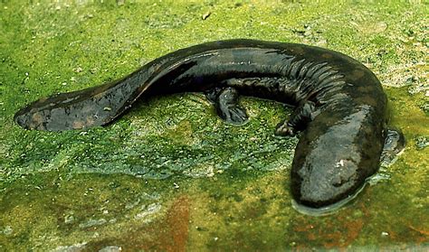 Zoology Jottings: Giant Salamanders