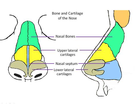 Human Anatomy Nose Diagram - coordstudenti