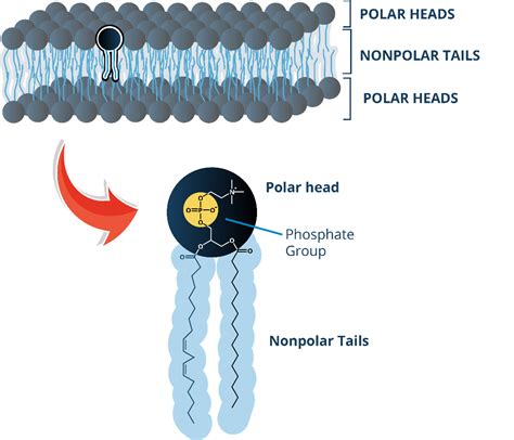 Phospholipids - a diverse group of molecules | Blog | Biosynth