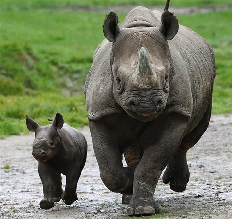 First rhino calf born in the 40-year history of Howletts Wild Animal ...