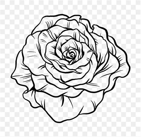 Vintage rose flower png tattoo | Premium PNG - rawpixel