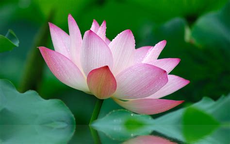 🔥 [50+] Pink Lotus Flower Wallpapers | WallpaperSafari