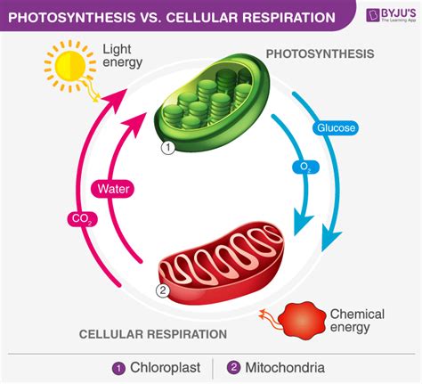 Equation Of Photosynthesis And Cellular Respiration - Tessshebaylo