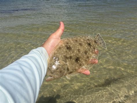 3 Tips For Catching Flounder On Artificial Lures