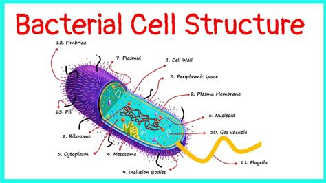 Bacterial Cell | Structure | Functions | - YouTube