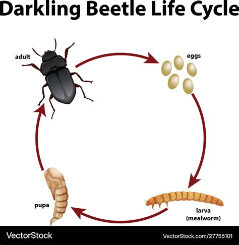 Diagram showing life cycle darkling beetle Vector Image