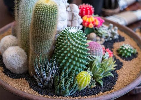 Cactus House Plants: Easy Care Plants for Home