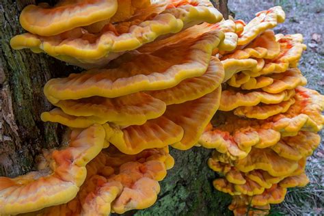 Everything You Need to Know About Chicken of the Woods Mushrooms