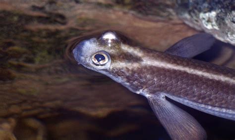 'Bifocals' in mangrove fish species discovered