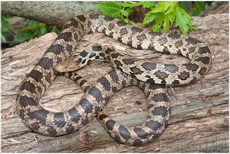 Western Fox Snake (Pantherophis vulpinus vulpinus) - a photo on Flickriver