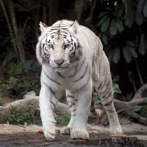 White tiger | Description & Facts | Britannica