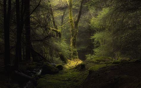 Nature Green Ultra Hd 4K Wallpaper - Step into peaceful woods, towering ...