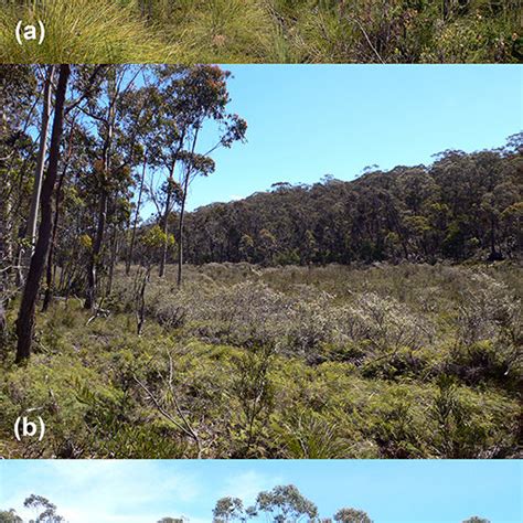 Fauna of the swamp ecosystem. Typical animals of each zone: Swamp – (a ...