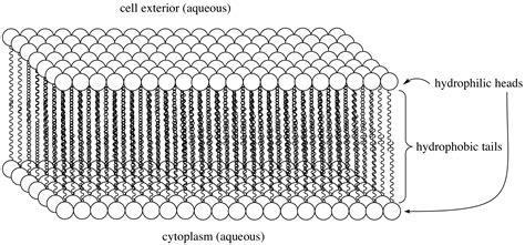 Illustrated Glossary of Organic Chemistry - Phospholipid bilayer