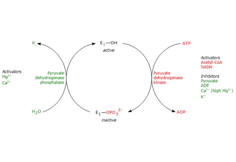 Pyruvate dehydrogenase complex - Tuscany Diet