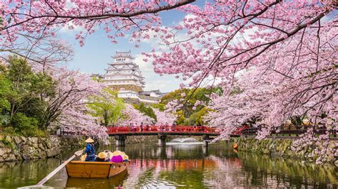 Best places to see cherry blossoms in Japan – Lonely Planet - Lonely Planet