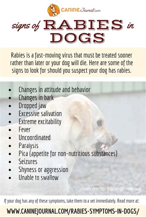 The Signs And Symptoms Of Rabies In Dogs: A Complete Guide