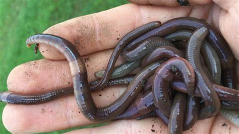 Jumping ‘snake worms’ are invading U.S. forests