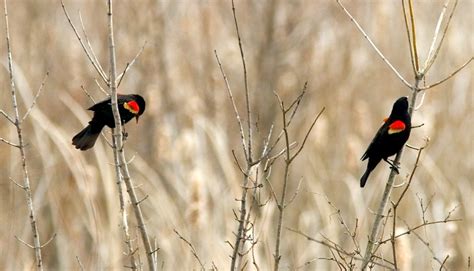 Red-Winged Blackbird Facts, Habitat, Diet, Life Cycle, Baby, Pictures