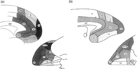 Figure 1 from The functional neuroanatomy of the human orbitofrontal ...