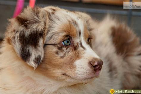 red merle aussie puppy names - Just As Much Fun Log-Book Diaporama